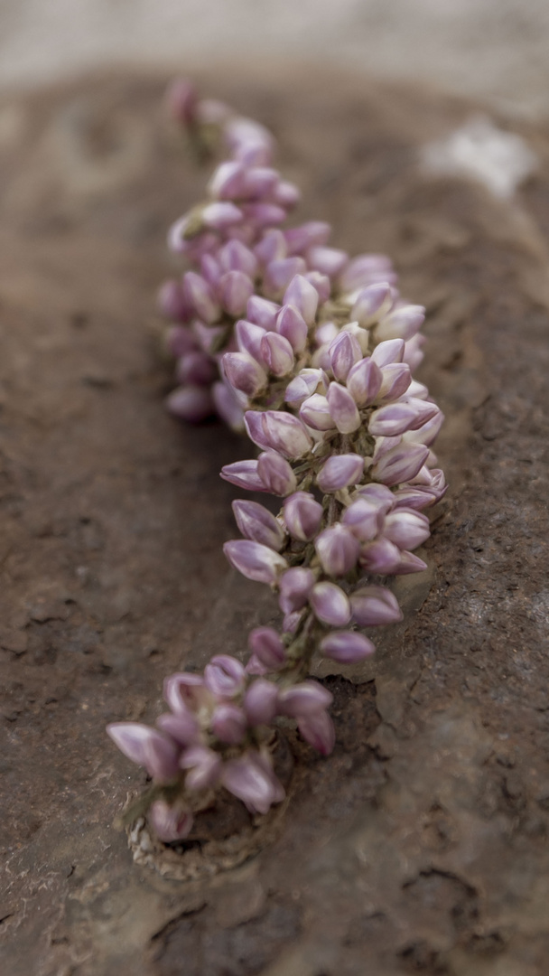 calluna