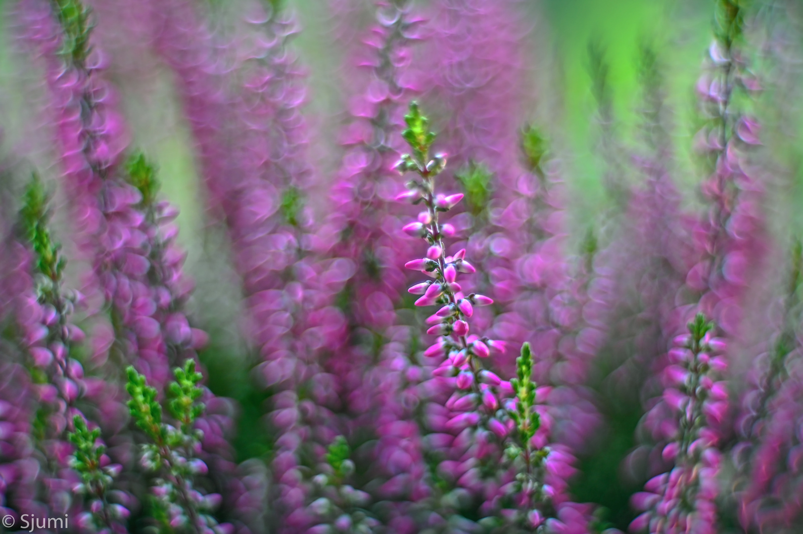 Calluna blossom magic