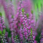 Calluna blossom magic