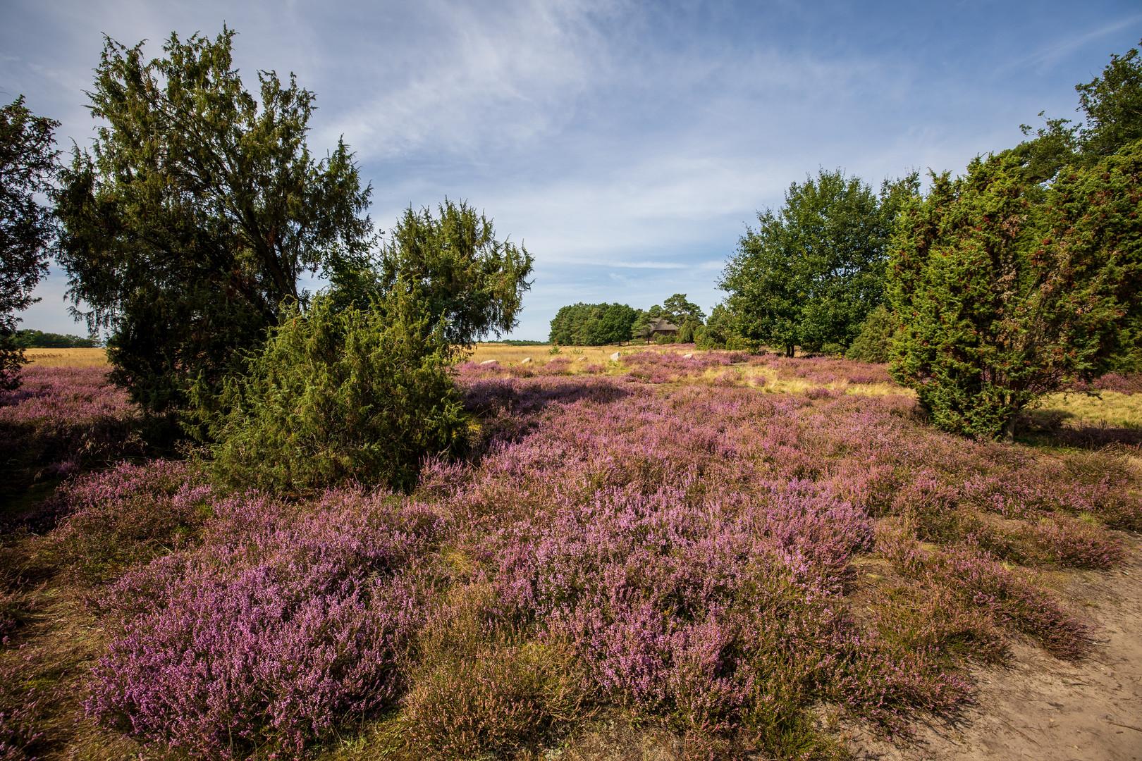 Calluna 