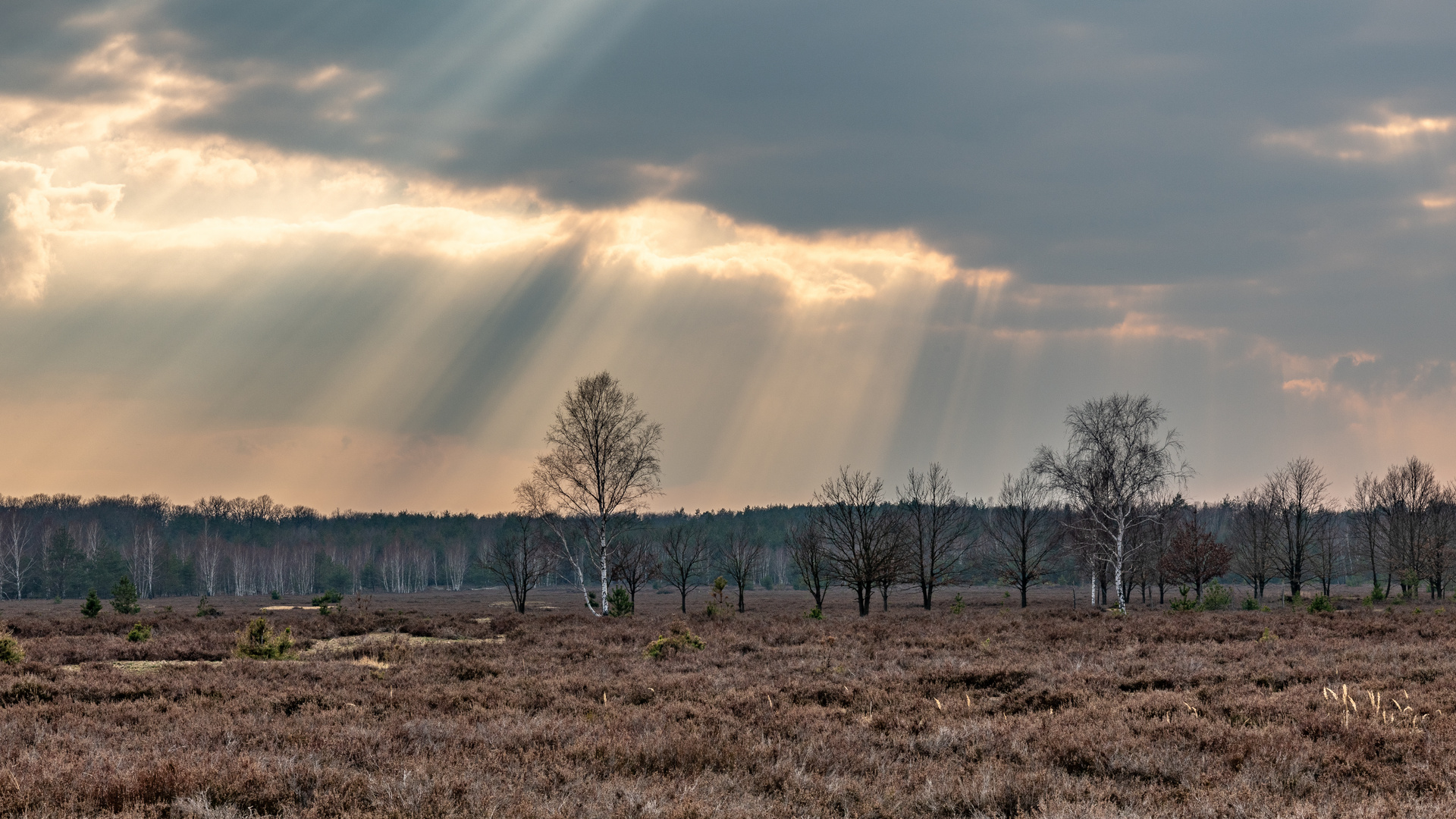 Calluna-Heide im Naturpark Niederlausitzer Heidelandschaft