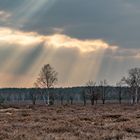 Calluna-Heide im Naturpark Niederlausitzer Heidelandschaft