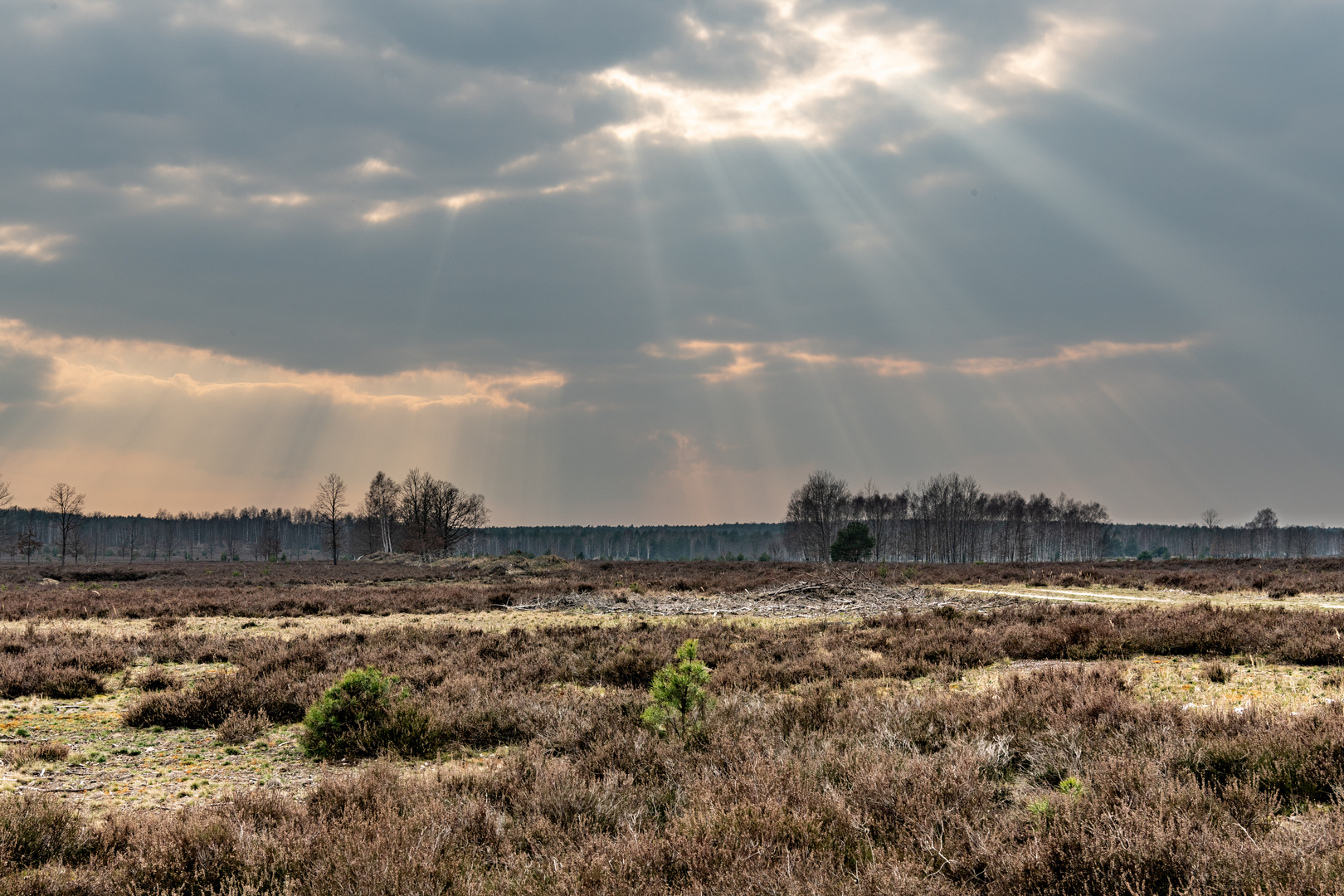 Calluna-Heide im Naturpark Niederlausitzer Heidelandschaft