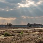 Calluna-Heide im Naturpark Niederlausitzer Heidelandschaft