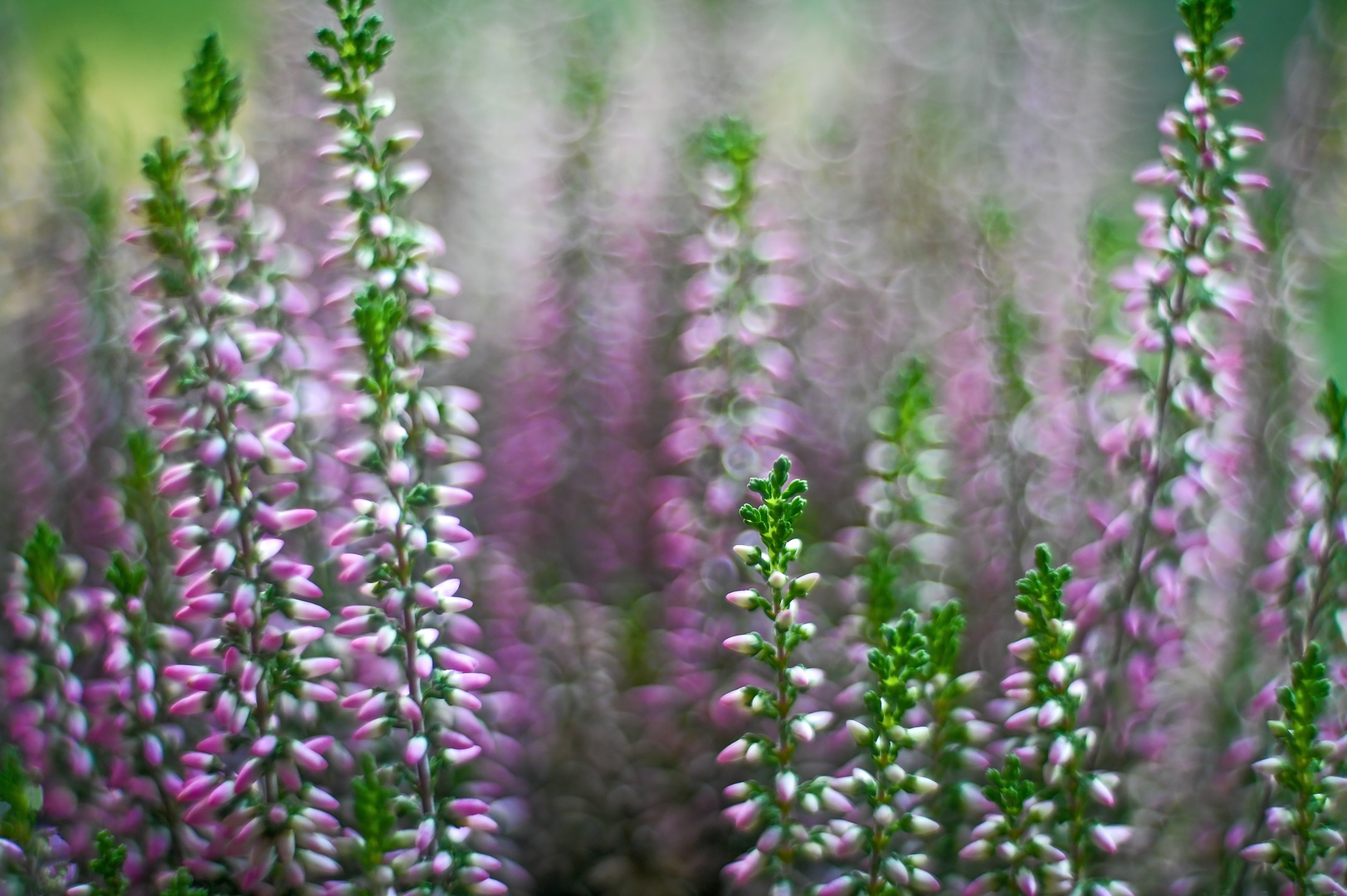 Calluna Impression Rot und Weiß