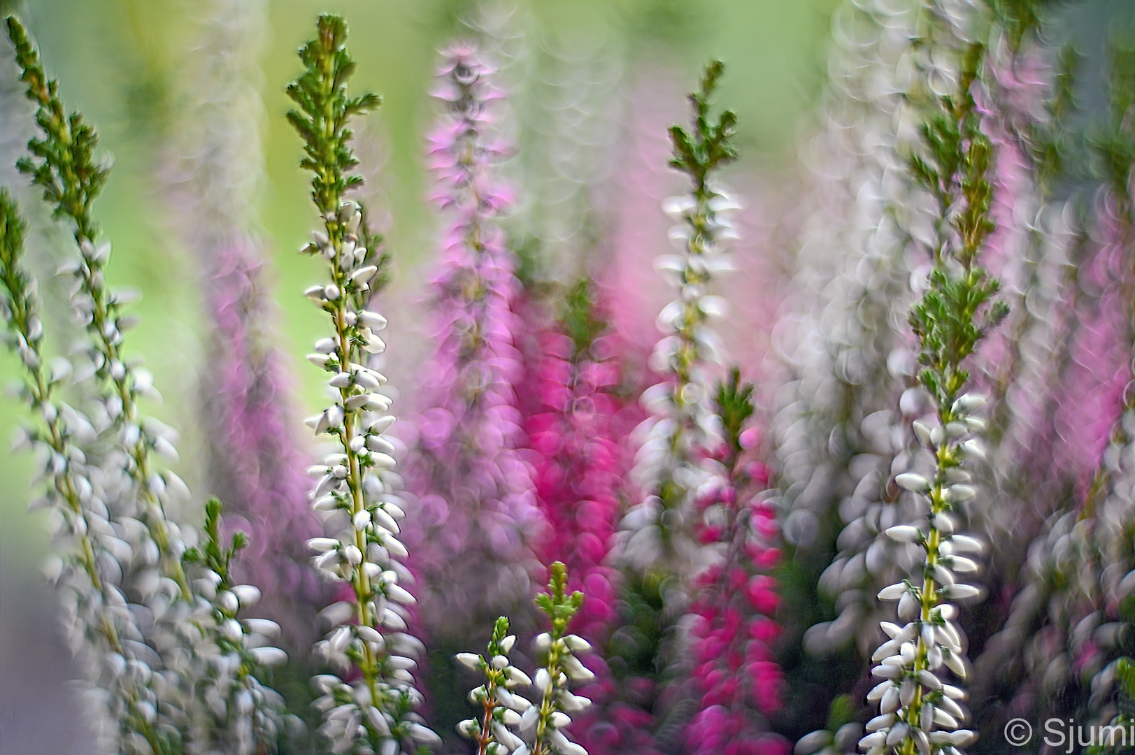 Calluna Impression Weiß und Rot