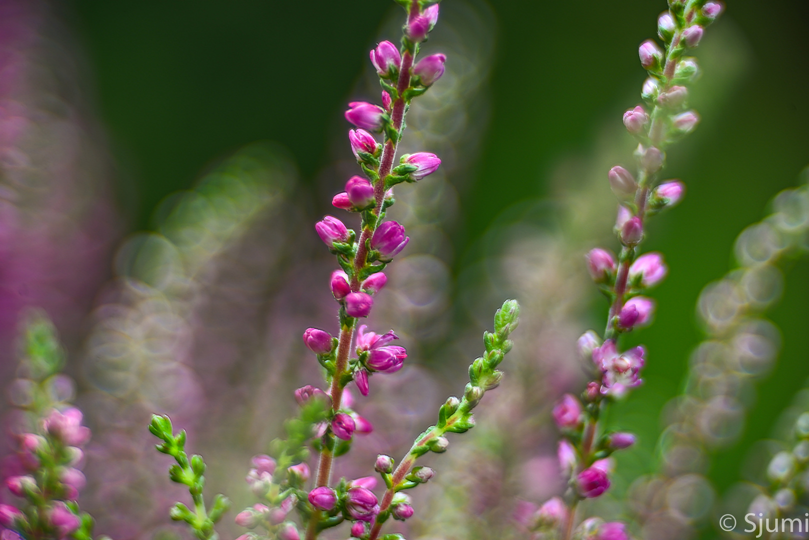 Calluna Lichtzauber