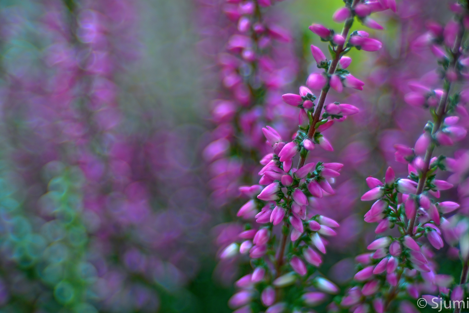 Calluna Lichtzauber