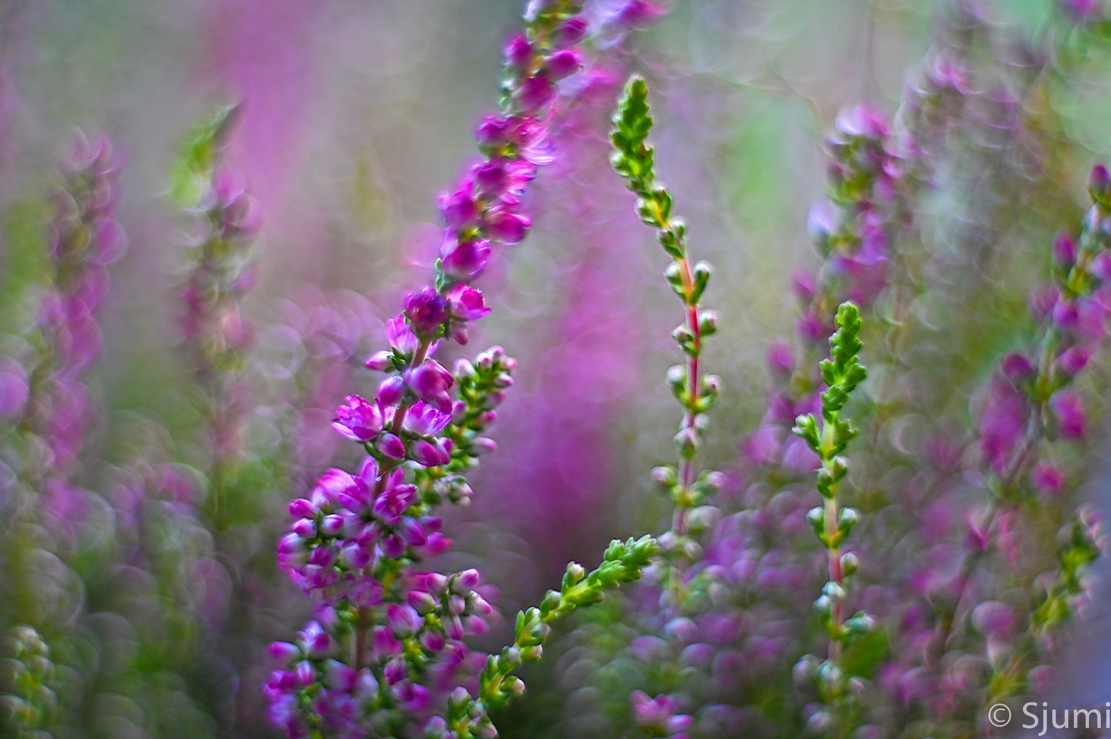 Calluna light magic