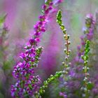 Calluna light magic