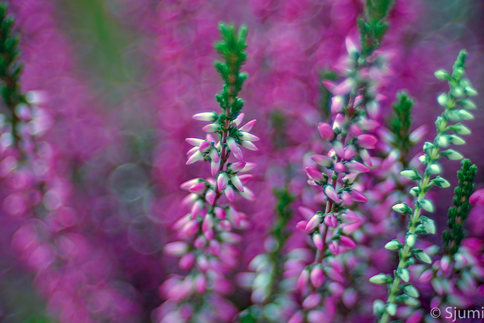 Calluna magic