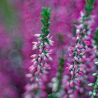 Calluna magic