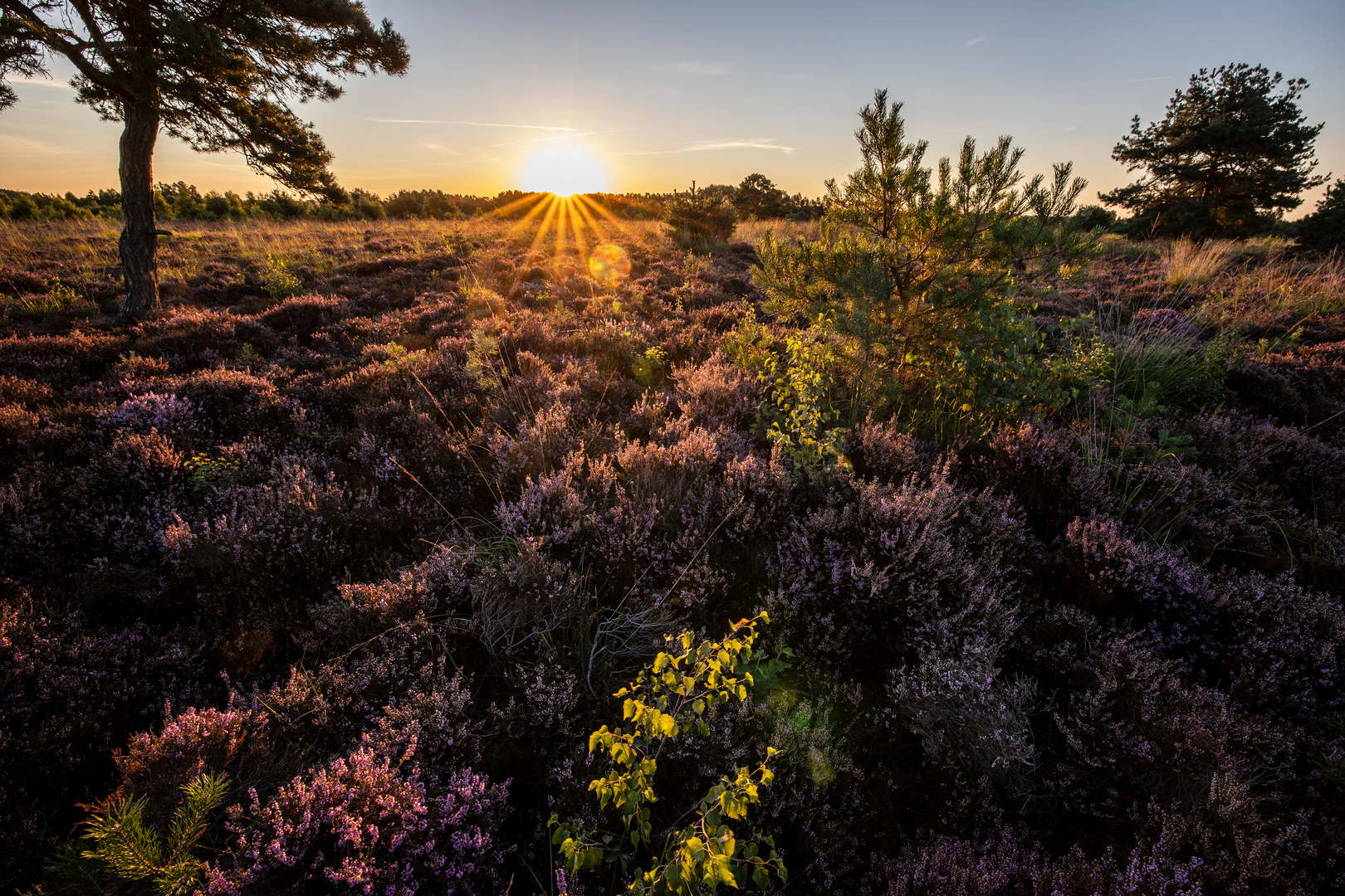 Calluna mit * 