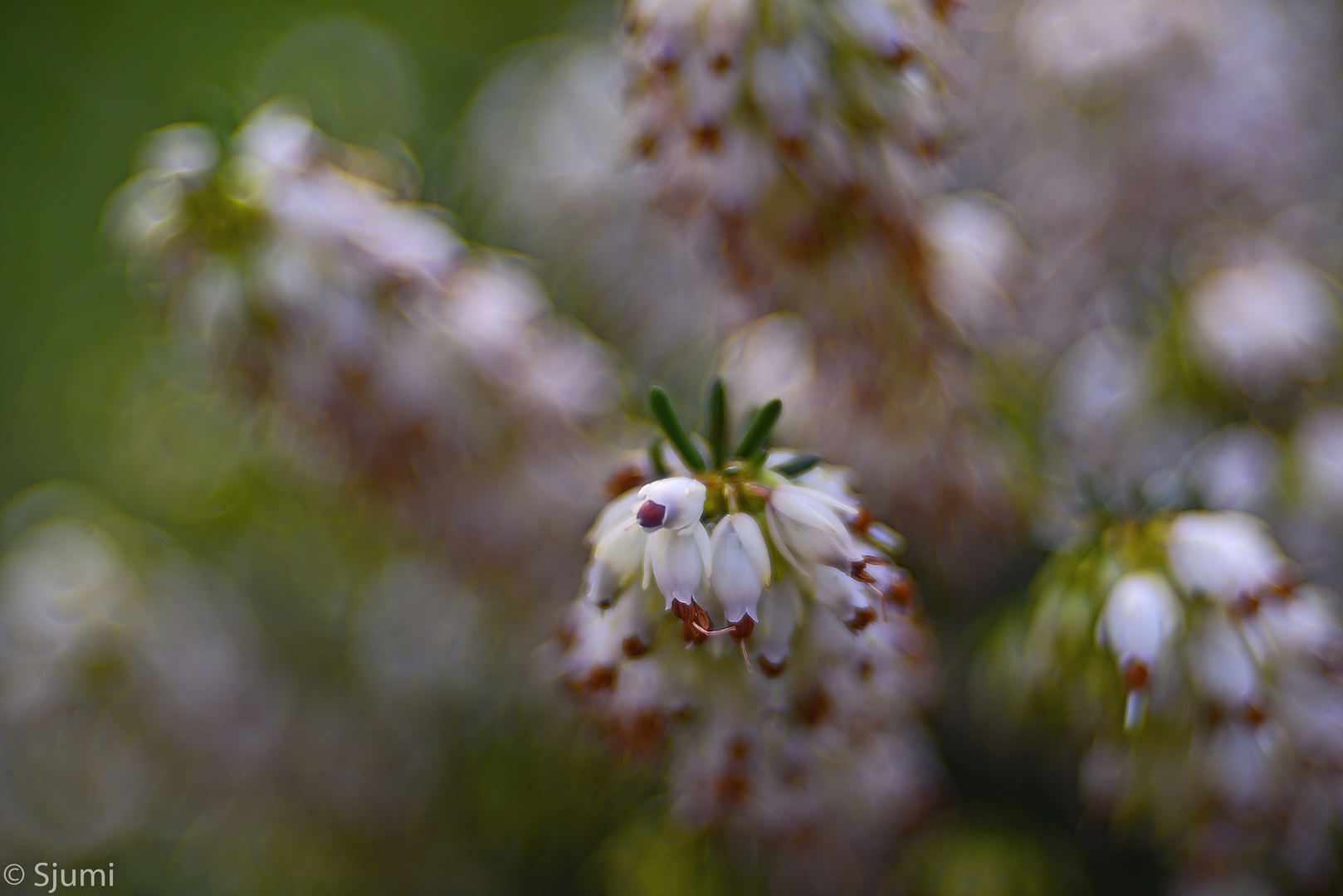 Calluna picturesque