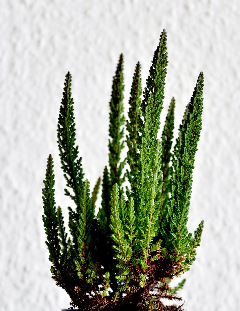 Calluna vulgaris