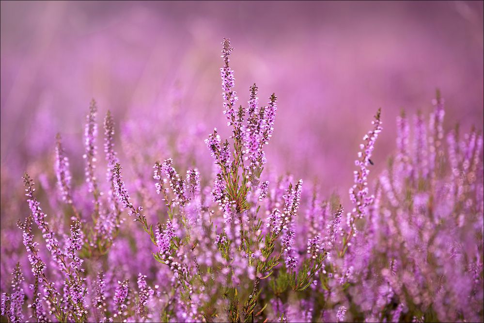 Calluna Vulgaris