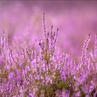 Calluna Vulgaris