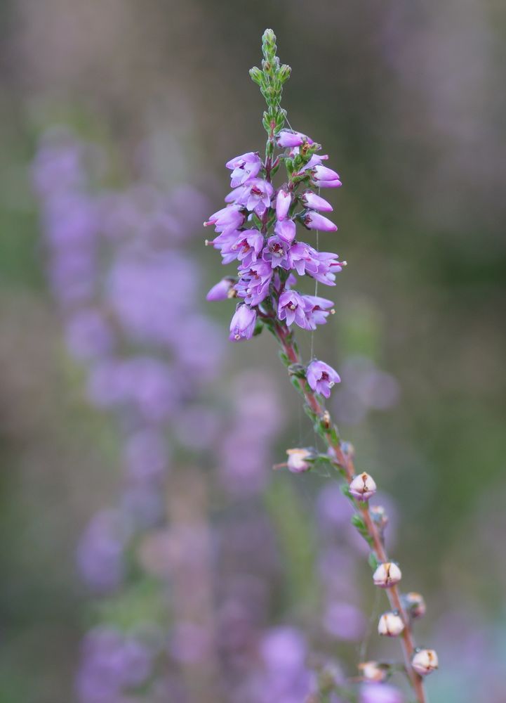 Calluna vulgaris