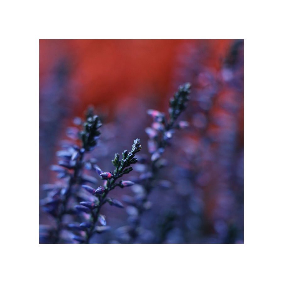 calluna vulgaris