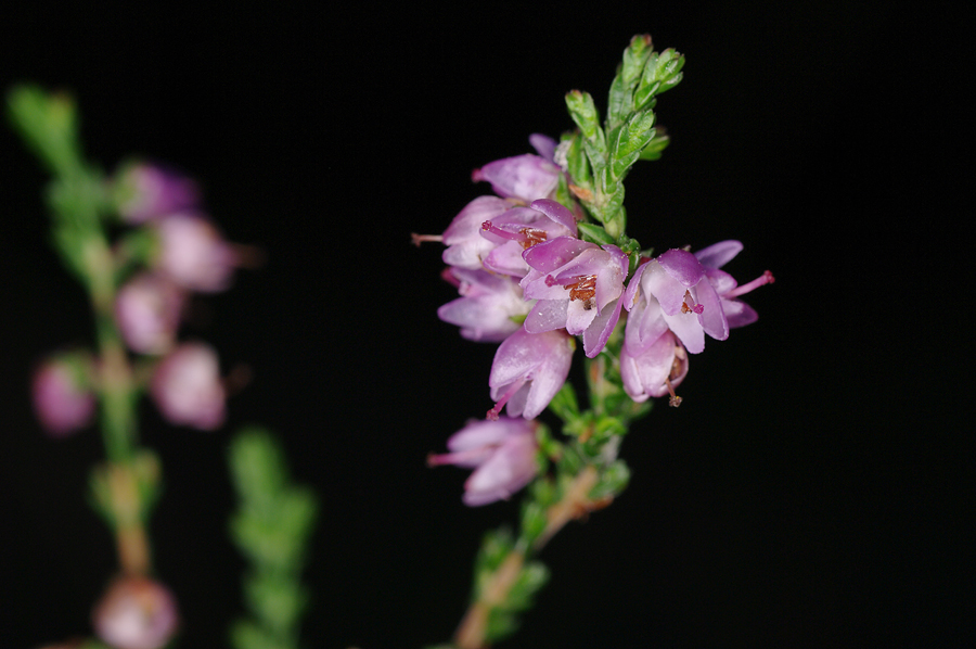 Calluna vulgaris