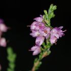 Calluna vulgaris