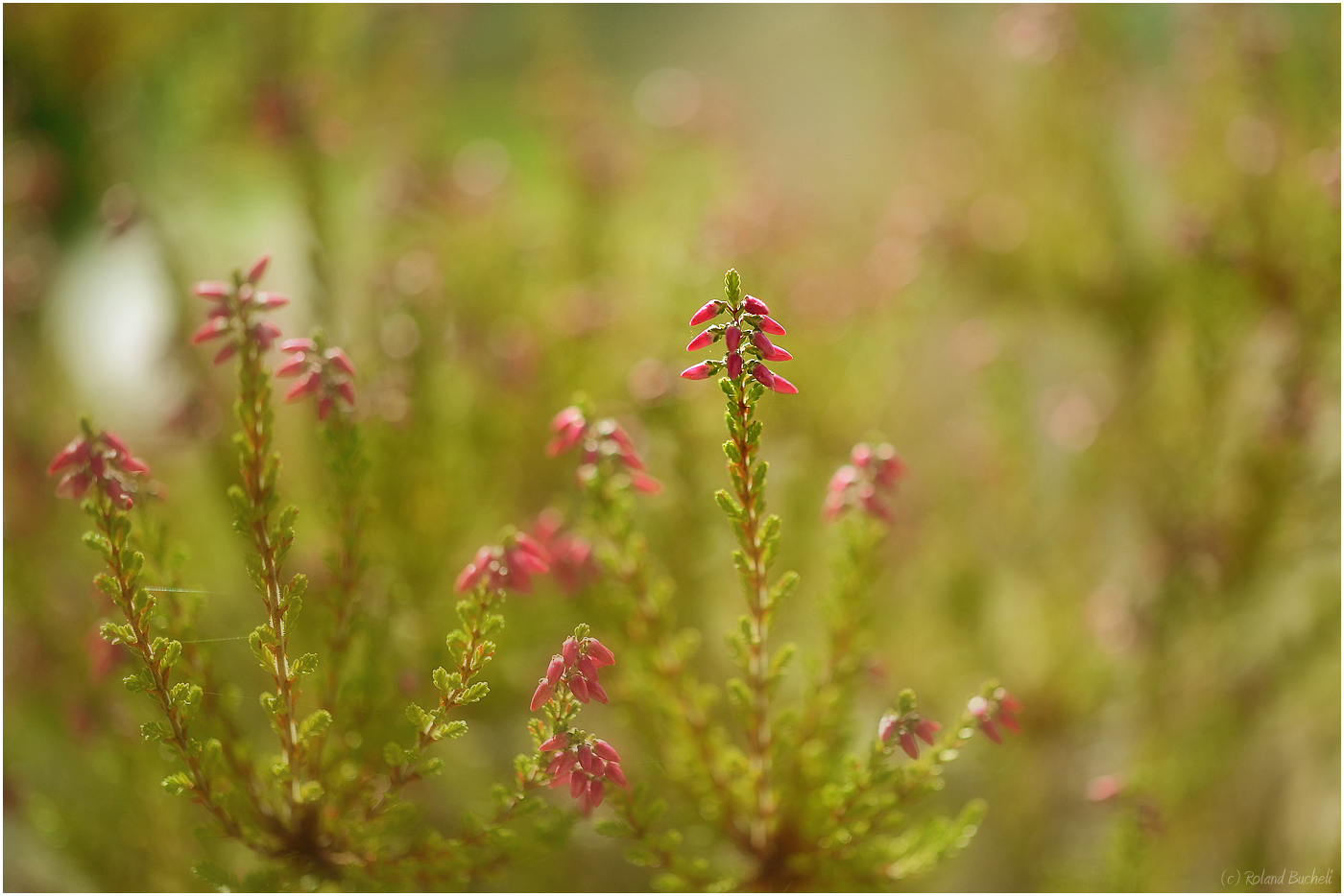 [ calluna vulgaris ]