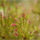 [ calluna vulgaris ]