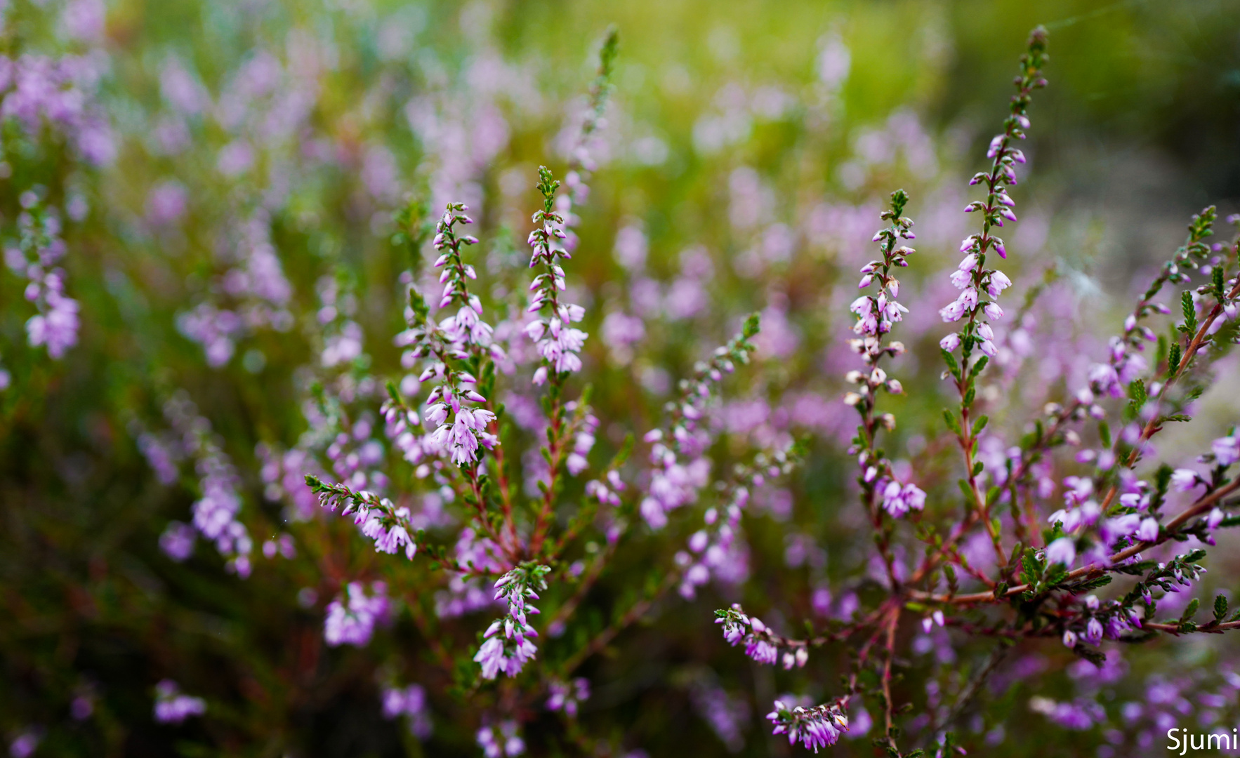 Calluna vulgaris