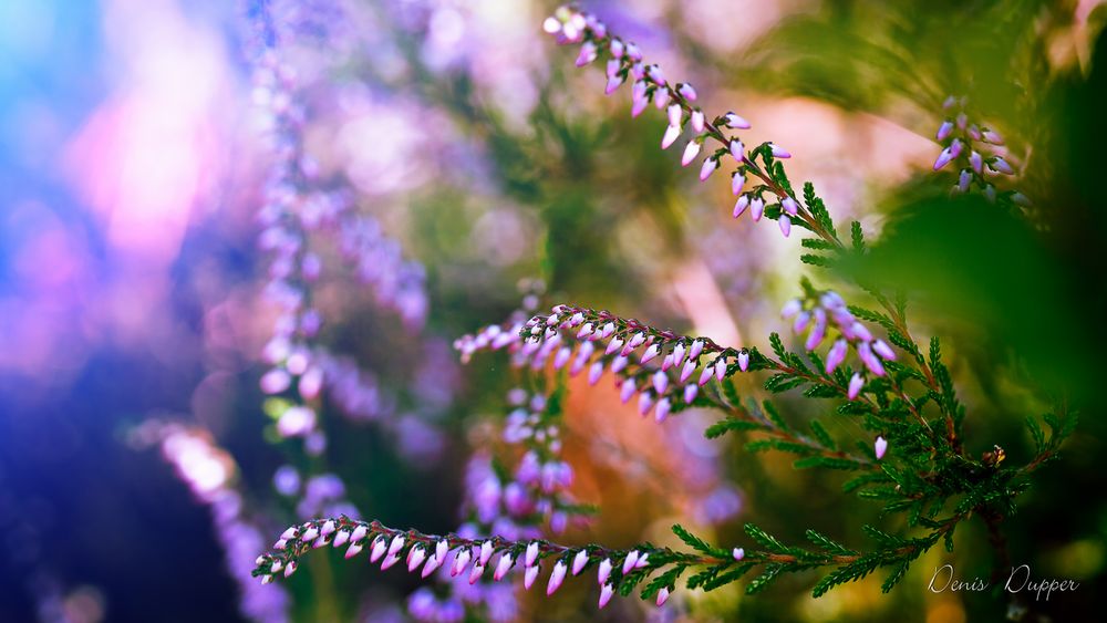 Calluna vulgaris