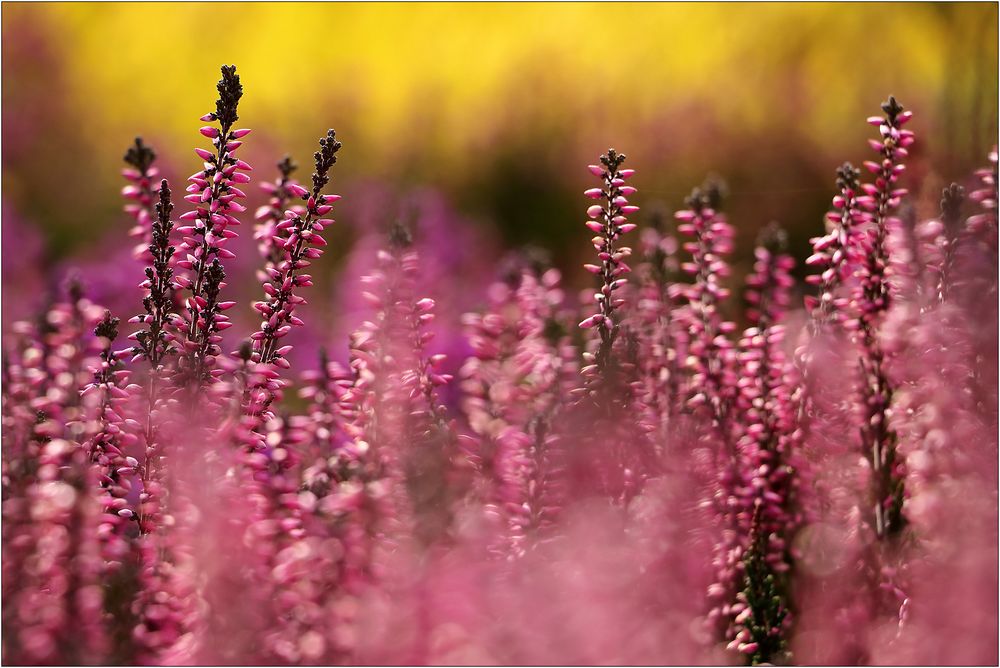  Calluna vulgaris