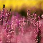  Calluna vulgaris