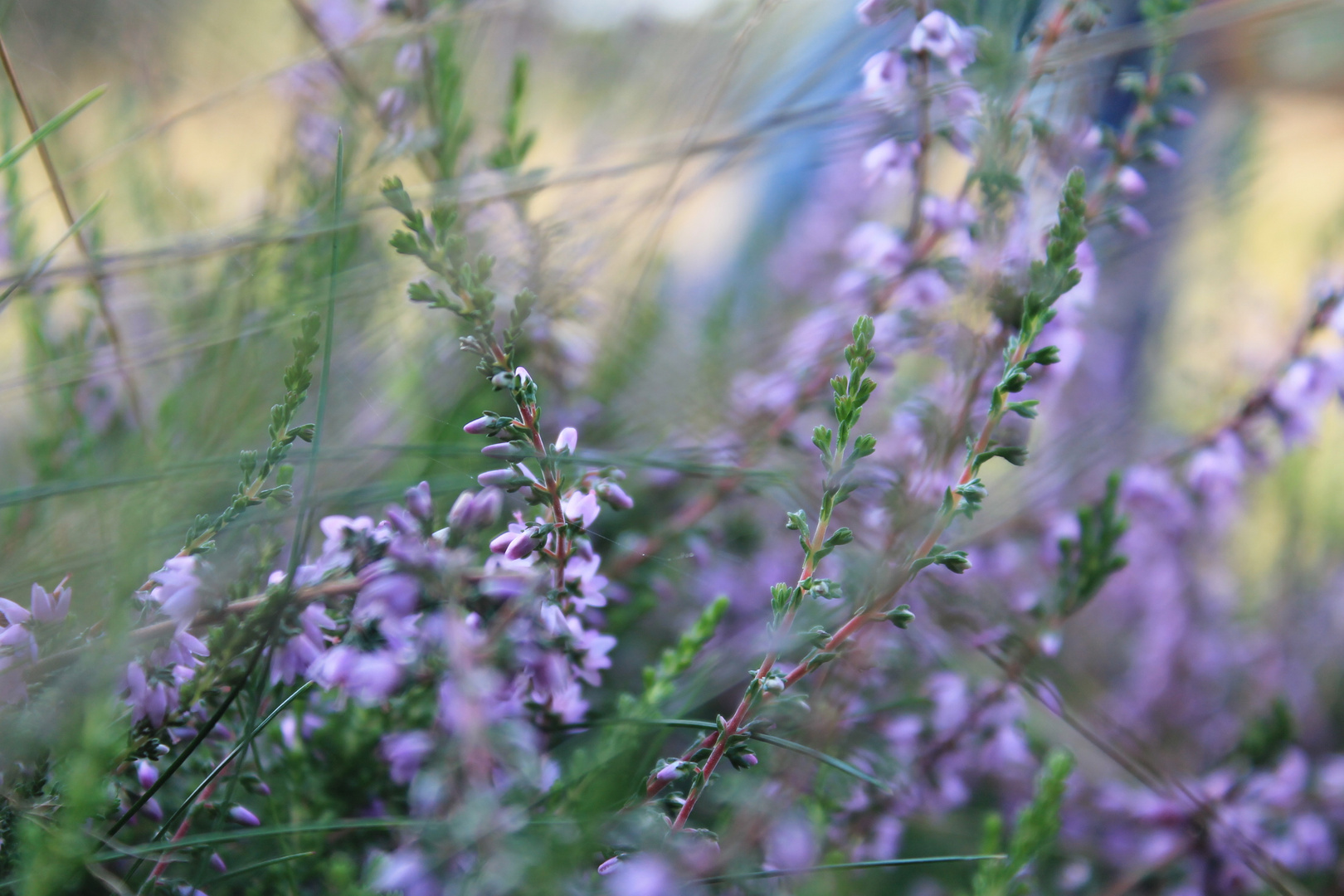 Calluna vulgaris