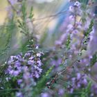 Calluna vulgaris