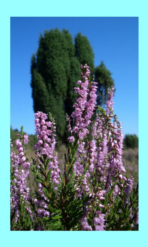 Calluna vulgaris (Heidekraut)