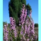 Calluna vulgaris (Heidekraut)