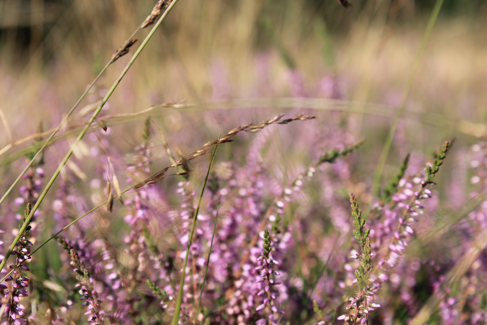 Calluna vulgaris II