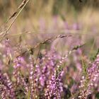 Calluna vulgaris II