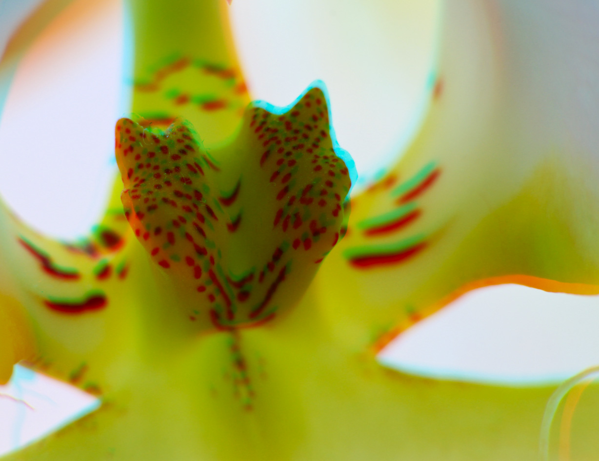 Callus einer Orchidee ( 3D-Rot/Cyan )