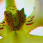 Callus einer Orchidee ( 3D-Rot/Cyan )