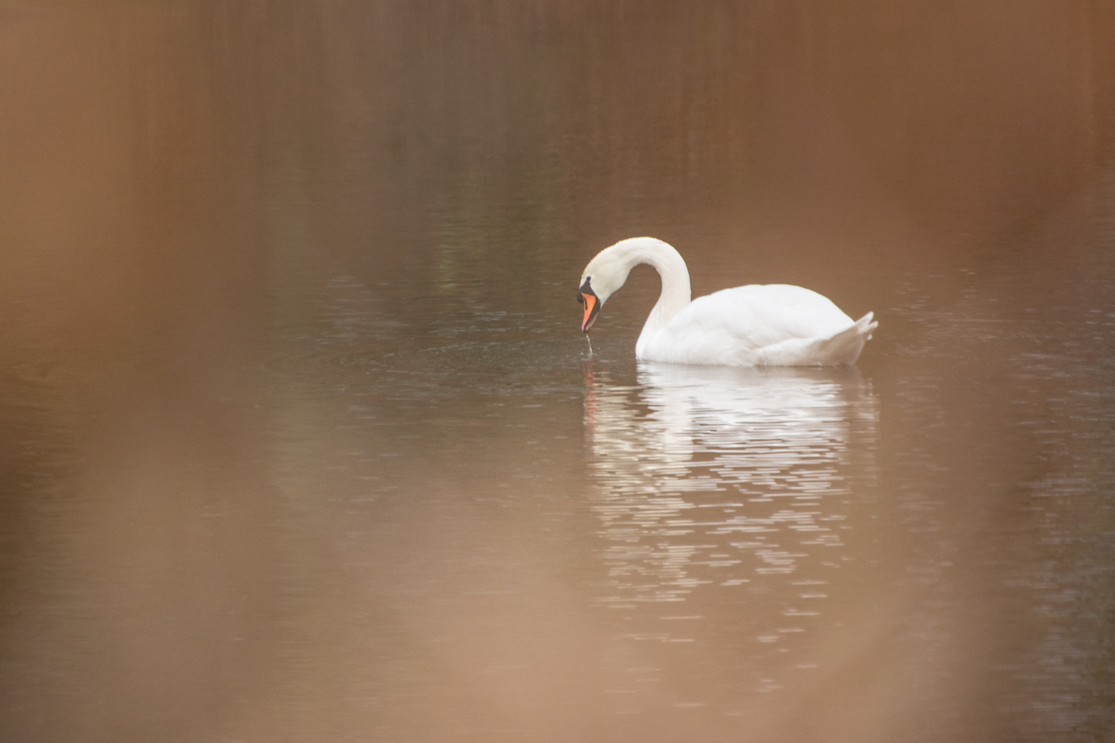 calm beauty