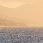 Calm La Pared: Sunset-Kitesurfer