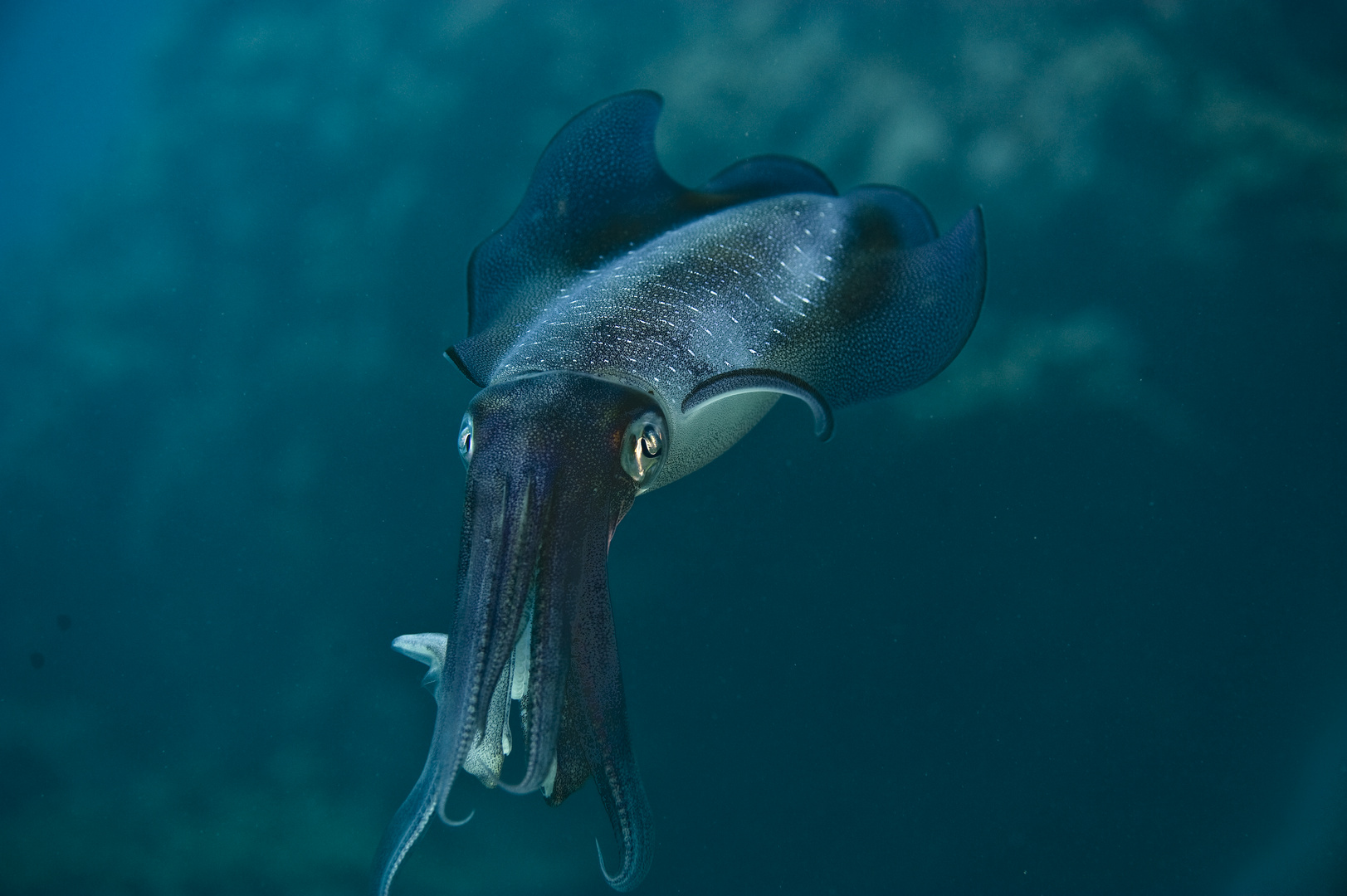 Calmare Foto & Bild tiere, wildlife, fische Bilder auf