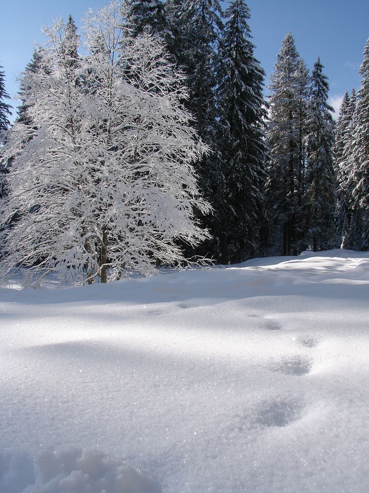 Calme blanc