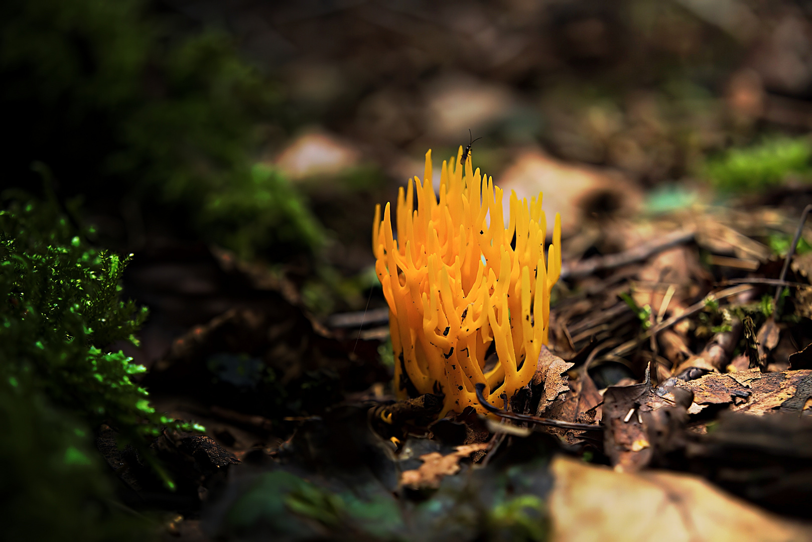 Calocera / Korallenpilz