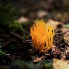 Calocera / Korallenpilz