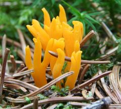 Calocera viscosa 2