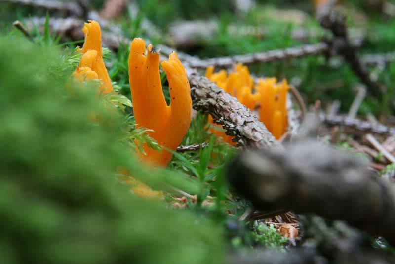 Calocera viscosa