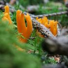 Calocera viscosa