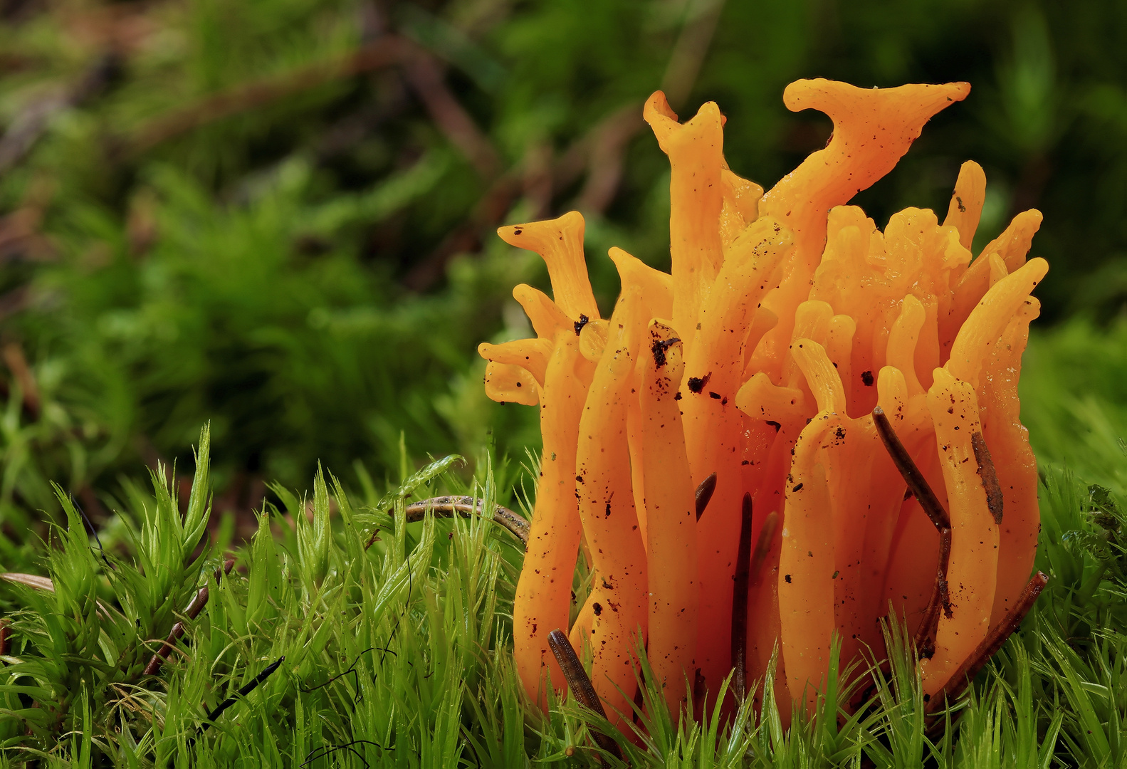 Calocera viscosa