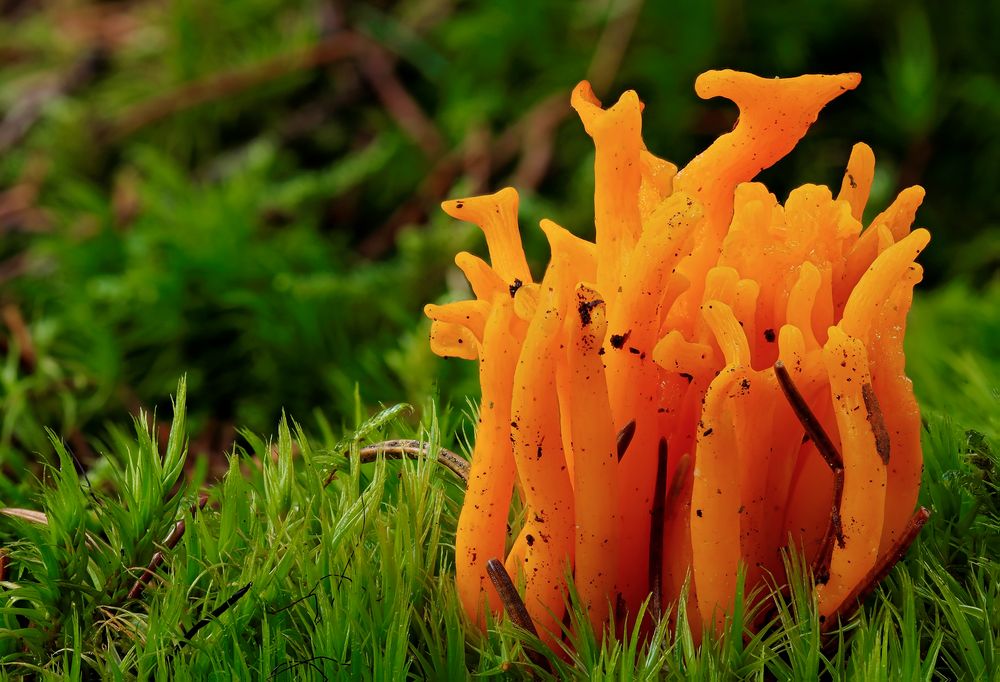 Calocera viscosa